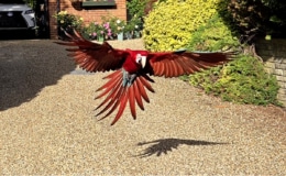 Macaw, just look at that!